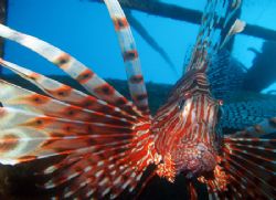 Lionfish guards a wreck northside of Hideaway Bay, Simila... by Antti Asu 